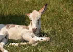 Foto gratuita descansando lindo burro bebé blanco manchado en un campo.