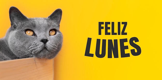 Deseando feliz lunes en español