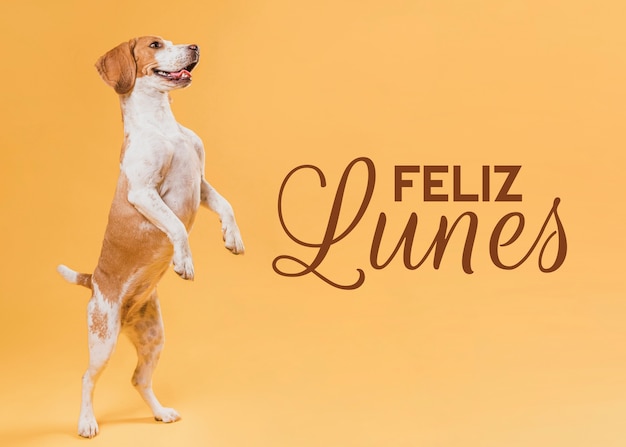 Foto gratuita deseando feliz lunes en español