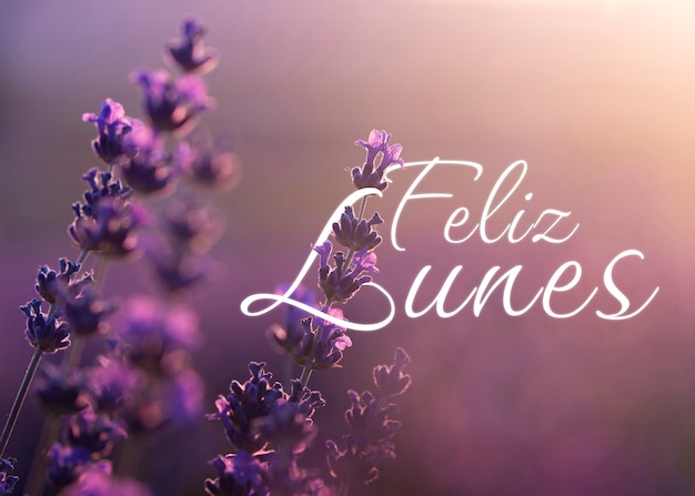 Deseando feliz lunes en español