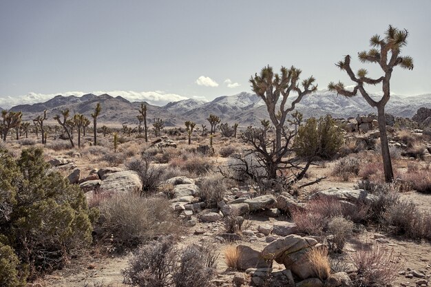 Desierto con rocas, cactus, árboles y montañas en la distancia en el sur de California