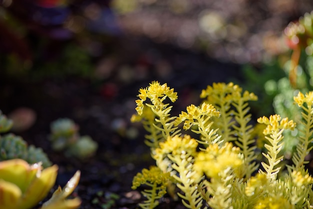 Foto gratuita después de la lluvia amarilla planta carnosa