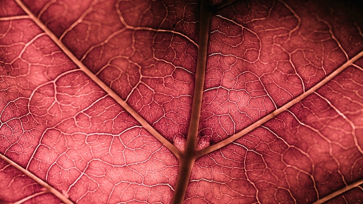 Photo Gratis detail of a red leaf