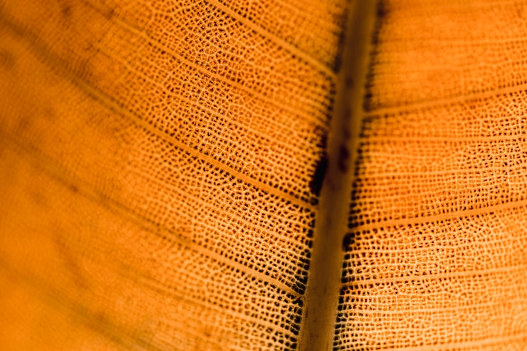 Photo Gratis detail of an orange leaf
