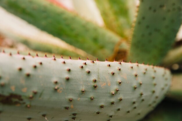 Detalle de un aloe vera verde