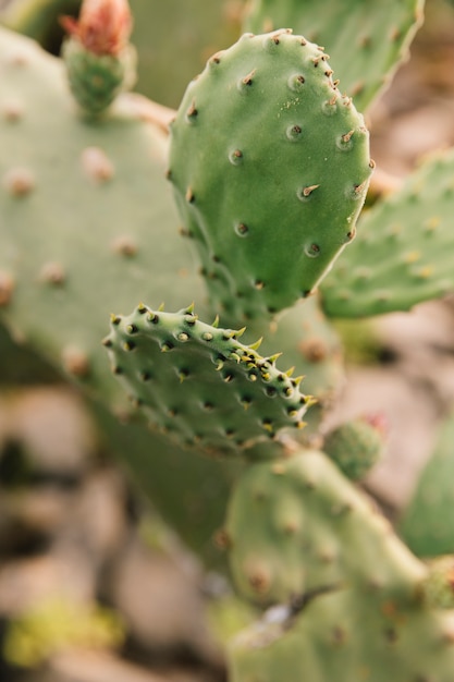 Detalle de un cactus espinoso