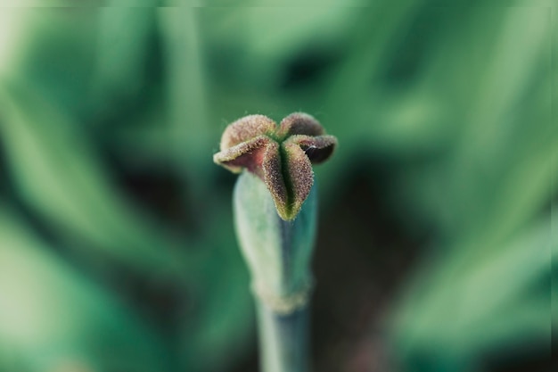 Detalle de un capullo de tulipán