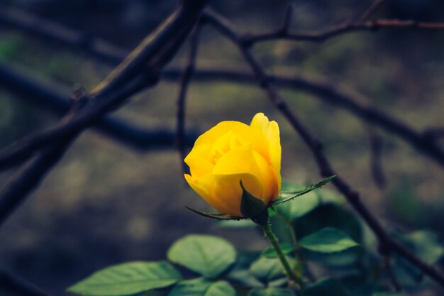 detalle de la flor de amor pétalos sol