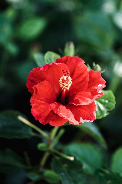 Detalle de flor tropical roja