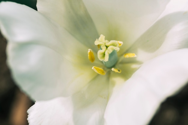 Detalle de una flor de tulipán blanco floreciente