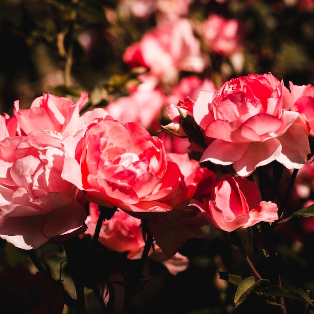 Foto gratuita detalle de flores tropicales rojas