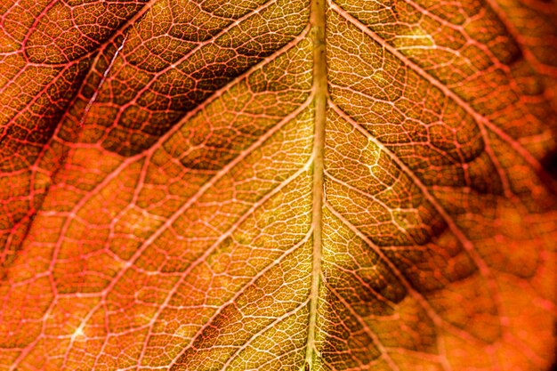 Detalle de una hoja naranja