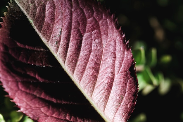 Detalle de una hoja roja