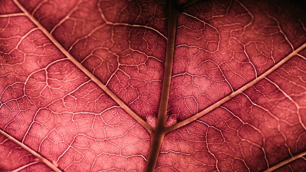 Detalle de una hoja roja