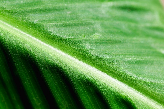 Detalle de una hoja verde