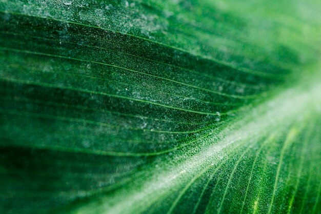 Detalle de una hoja verde