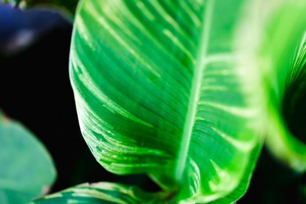 Detalle de una hoja verde