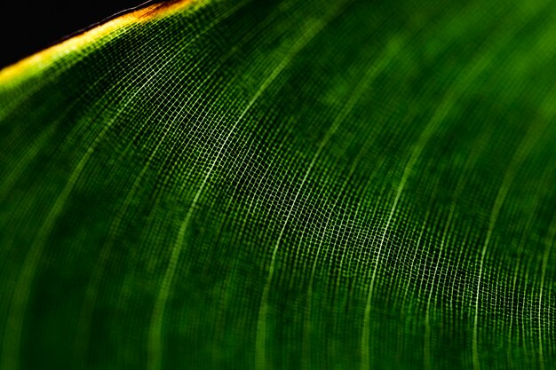 Detalle de una hoja verde