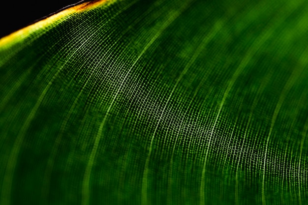 Detalle de una hoja verde