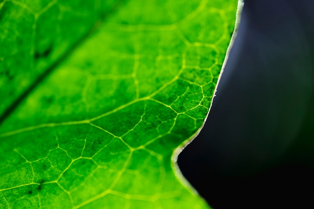 Detalle de una hoja verde