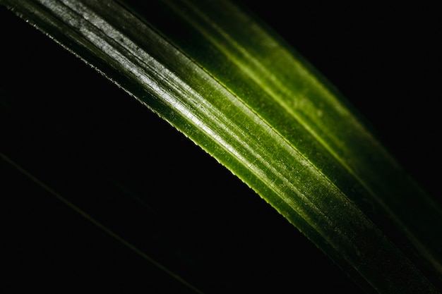 Detalle de una hoja verde