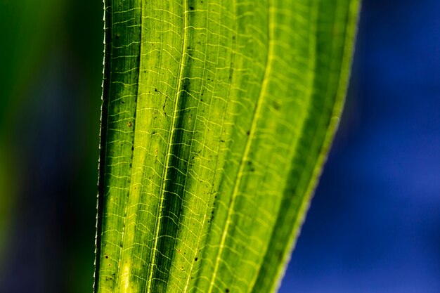 Detalle de una hoja verde