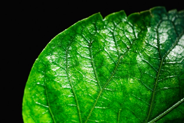 Detalle de una hoja verde