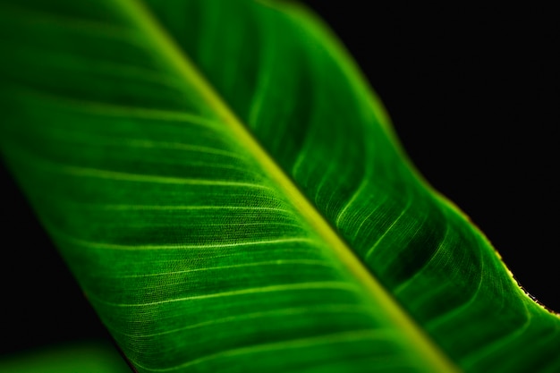 Detalle de una hoja verde