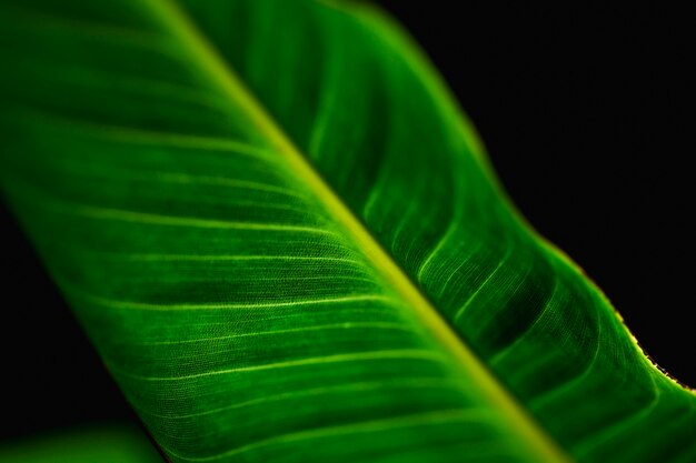 Detalle de una hoja verde