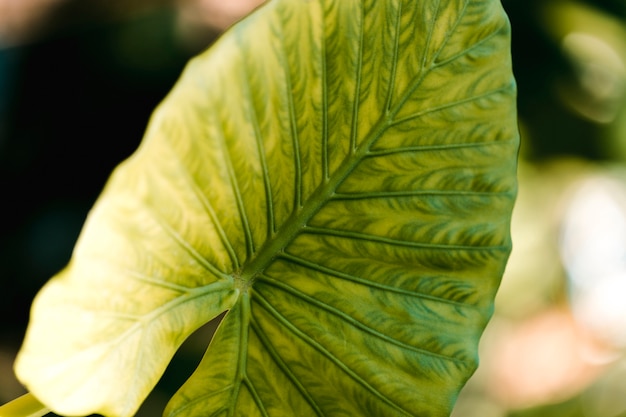 Detalle de una hoja verde