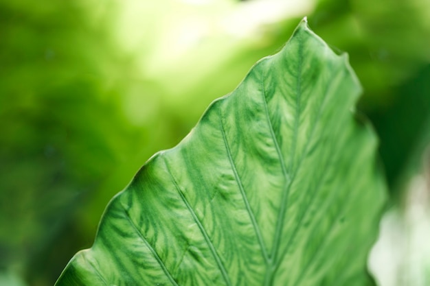 Foto gratuita detalle de una hoja verde