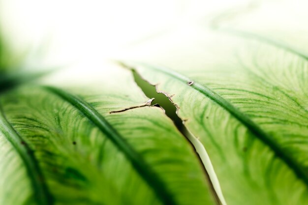 Detalle de una hoja verde