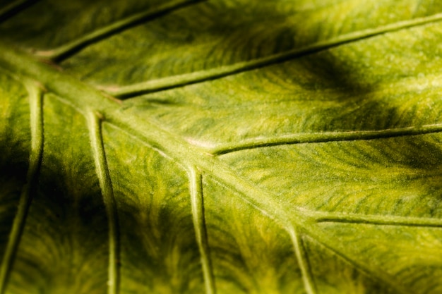 Detalle de una hoja verde