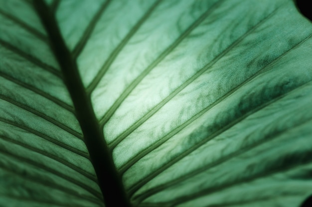 Detalle de una hoja verde