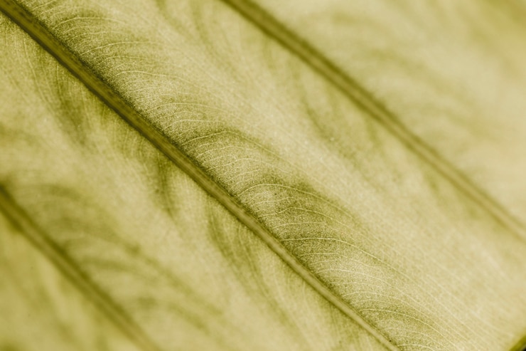 Foto gratuito detalle de una hoja verde