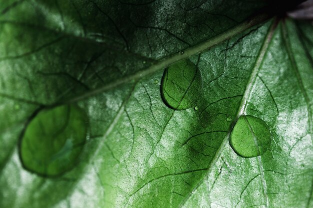 Detalle de una hoja verde