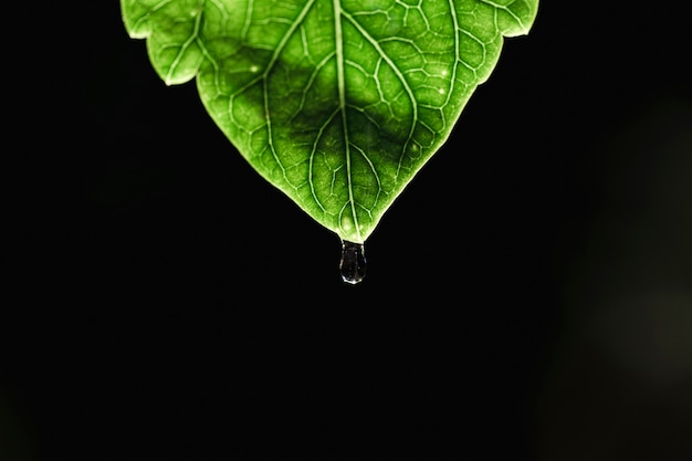 Detalle de una hoja verde