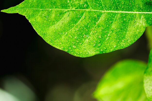 Detalle de una hoja verde