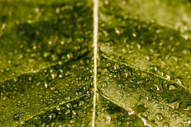 Detalle de una hoja verde