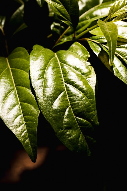 Detalle de una hoja verde