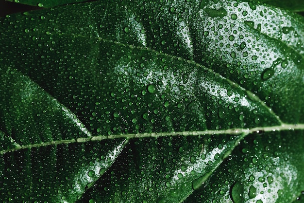 Detalle de una hoja verde