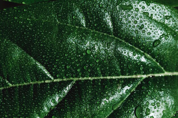 Detalle de una hoja verde