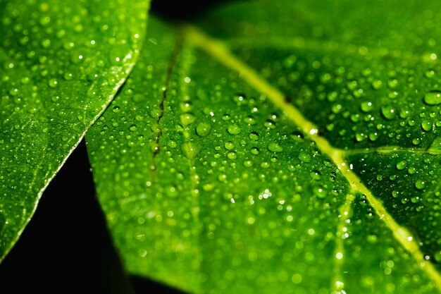 Detalle de una hoja verde