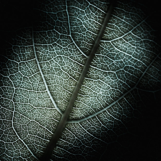 Foto gratuita detalle de una hoja verde