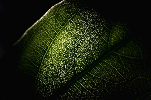 Detalle de una hoja verde