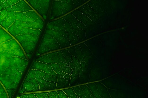 Detalle de una hoja verde