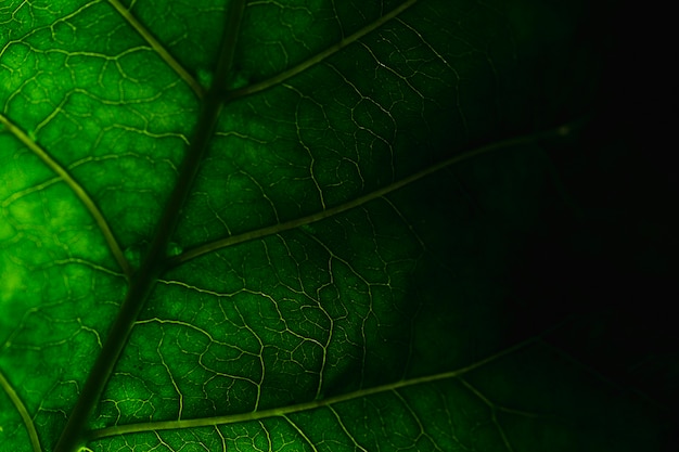 Detalle de una hoja verde