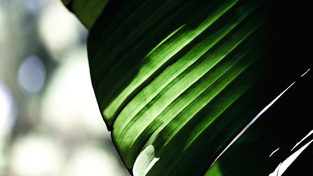 Detalle de una hoja verde