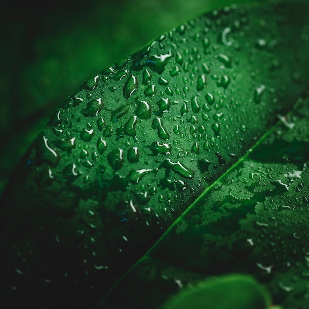 Detalle de una hoja verde