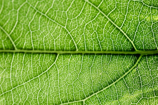 Detalle de una hoja verde